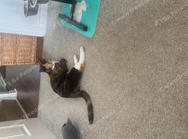 year and half year old cat