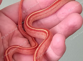 Stunning Corn Snake Hatchlings
