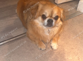 Male Chihuahua