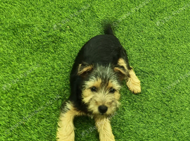Beautiful 3 month old Yorkshire terrier puppy