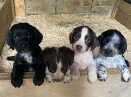 cocker spaniel puppies