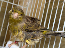 Beautiful Hen North Dutch frill canary