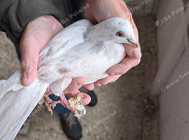 Racein pigeons