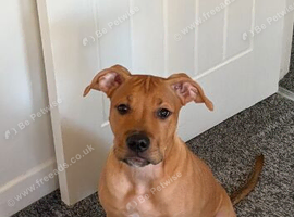 American bulldog
