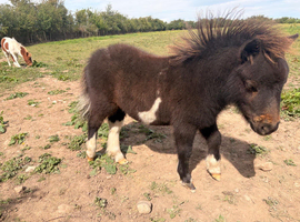 Shetland pony