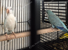 Finches to parakeet