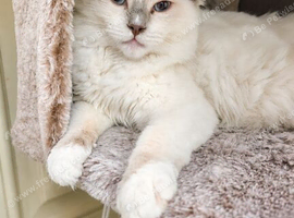 Stunning Lilac Mitted Ragdoll