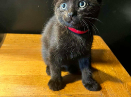 Kittens for sale