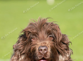 Loverly kc show cocker spaniel girl