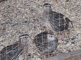 Coturnix Quail