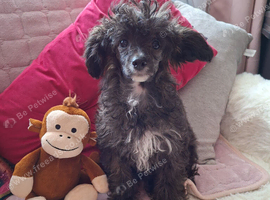 Papillon  x toy poodle