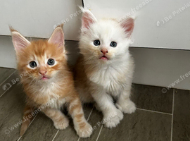 Full mainecoon kittens