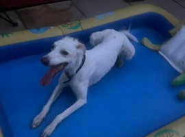 Male saluki cross