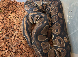 Royal python