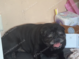 11 year old Pug - Bingo