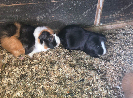 Adult male guinea pigs