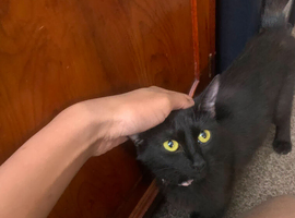 2 year old female need rehoming