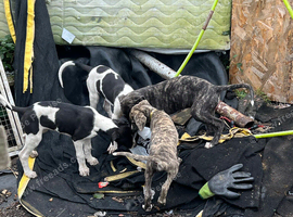 Suluky whippet greyhound bull