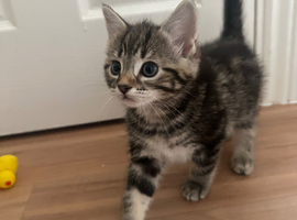 Kittens for sale