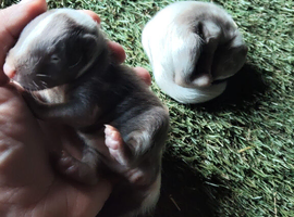 Skunks for sale