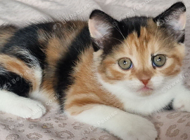 3 kittens for sale ready 9th August