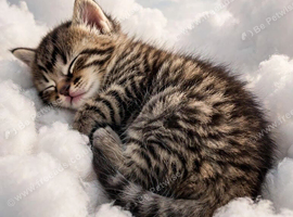Kittens