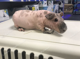 Beautiful dalmatian skinny pig boar