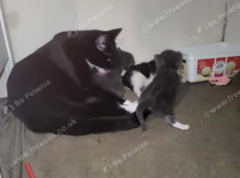 3 litter kittens for sale ready to go now