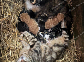 Beautiful kittens
