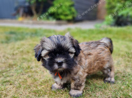 Gorgeous small F1 Malshi puppies (Maltese x Shihtzu)