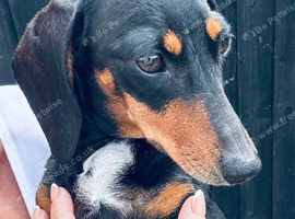 Black and minature dachshund