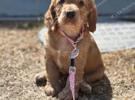 Kc reg working cocker boy puppies heritary clear