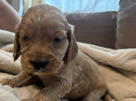 Beautiful baby cocker spaniel puppies