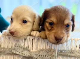Gorgeous Cream Long-Haired Miniature Dachshunds
