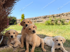 Gorgeous Labrador puppies