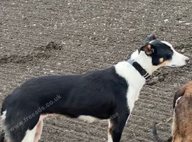 First cross collie whippet