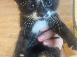 Need homes ASAP