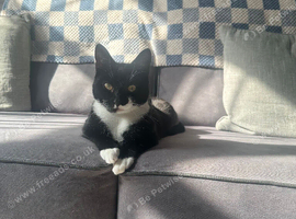 Dora is looking for her forever home