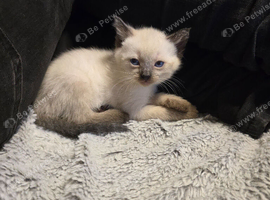 1 ragdoll kitten looking for its forever family home