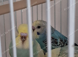 Budgie