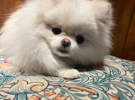 Small white Girl Pomeranian