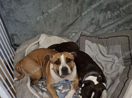 Staffie puppies for sale