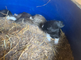 Rabbit kits