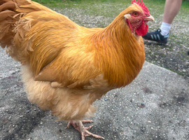 Buff Orpington Cockerel