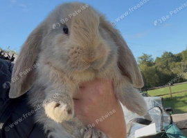 Stunning pure bred French lop babies