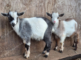 Beautiful Pygmy Wethers Looking for their forever home