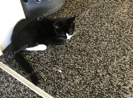 Kittens