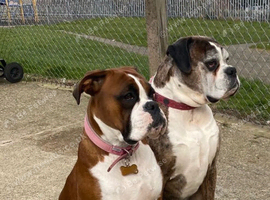 Boxer Puppies