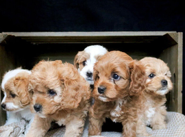 F2 Caverpoos puppies for sale