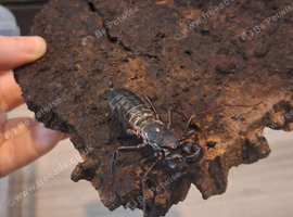 Giant Vinegaroon with tub setup